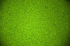 Duckweed Royalty Free Stock Photos Duckweed Royalty Free Stock Photos