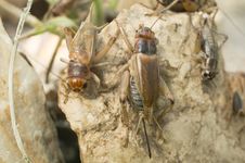 Group Of Grasshoppers Stock Photo