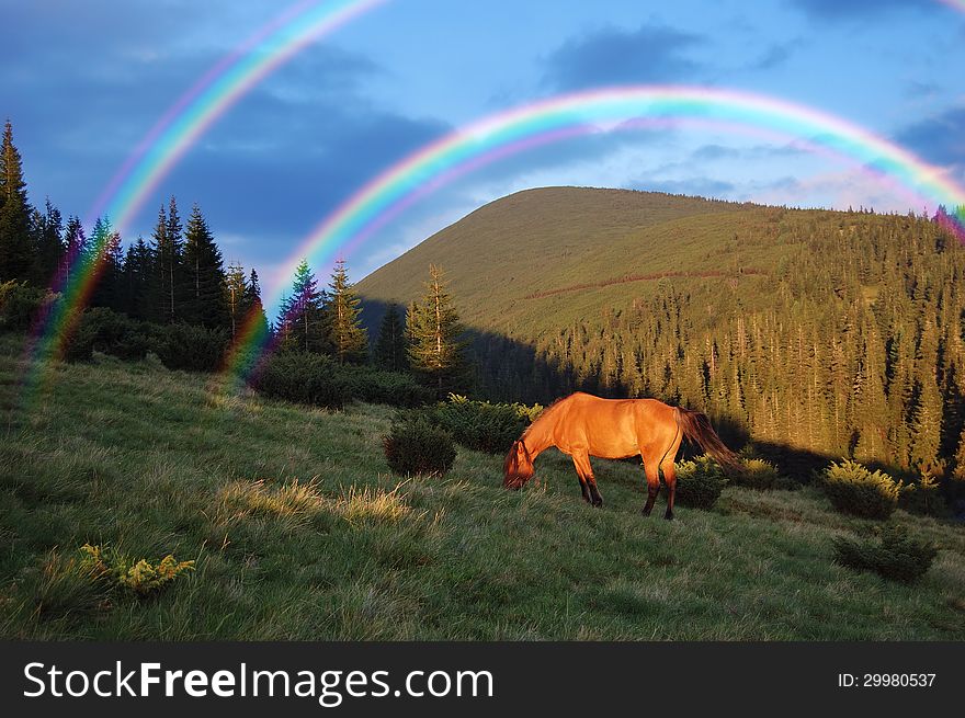Horse grazing in the mountains and a beautiful rainbow. Horse grazing in the mountains and a beautiful rainbow