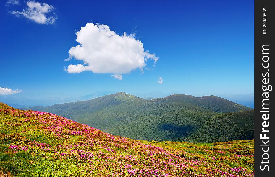 Mountain landscape with red flowers and cloud