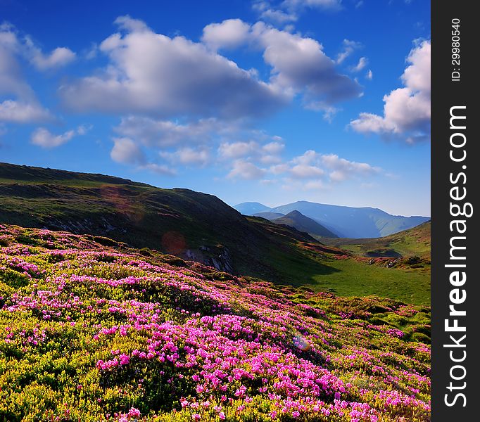 Summer landscape with flowers of rhododendron, mountain meadows. Summer landscape with flowers of rhododendron, mountain meadows