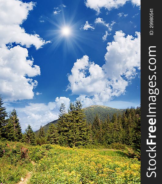 Forest With Yellow Flowers In The Mountains