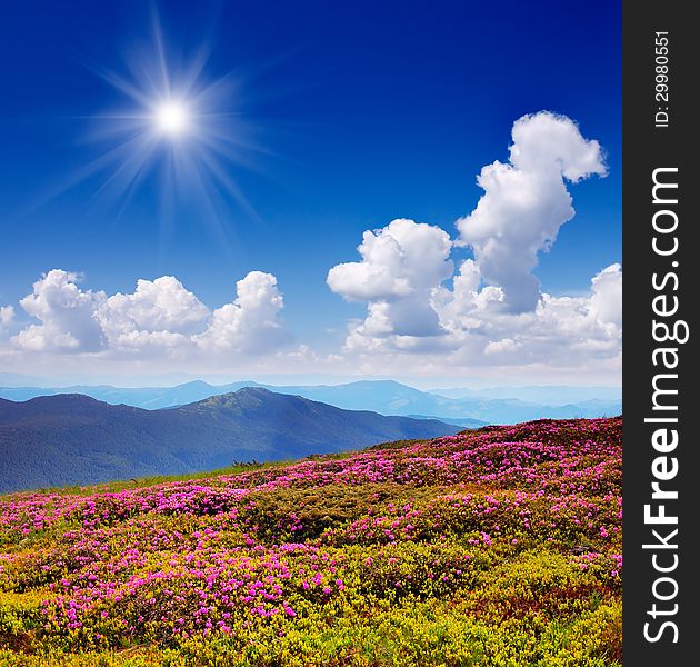 Sunny landscape with flowering mountain valleys. Sunny landscape with flowering mountain valleys