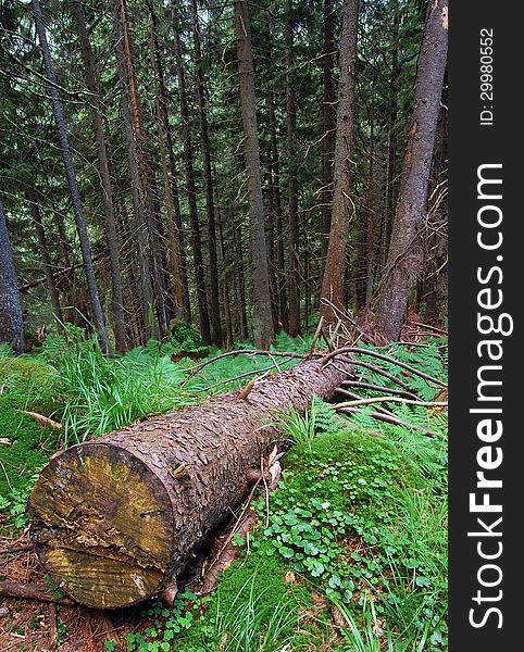 Forest after rain coniferous tree with its clipped. Forest after rain coniferous tree with its clipped