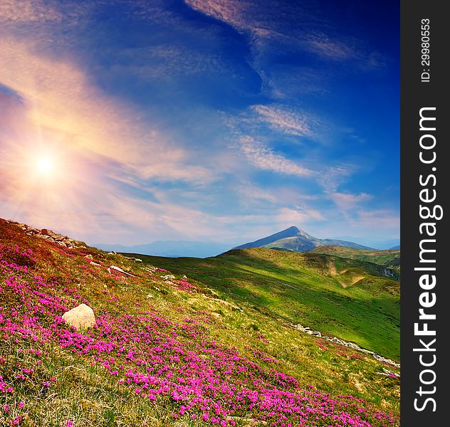 Sunny Evening In The Mountains