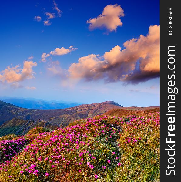 Mountain landscape with beautiful mountain rhododendron flowers. Mountain landscape with beautiful mountain rhododendron flowers