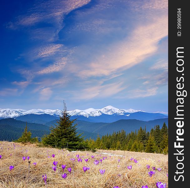 Spring landscape with beautiful mountain flowers crocuses