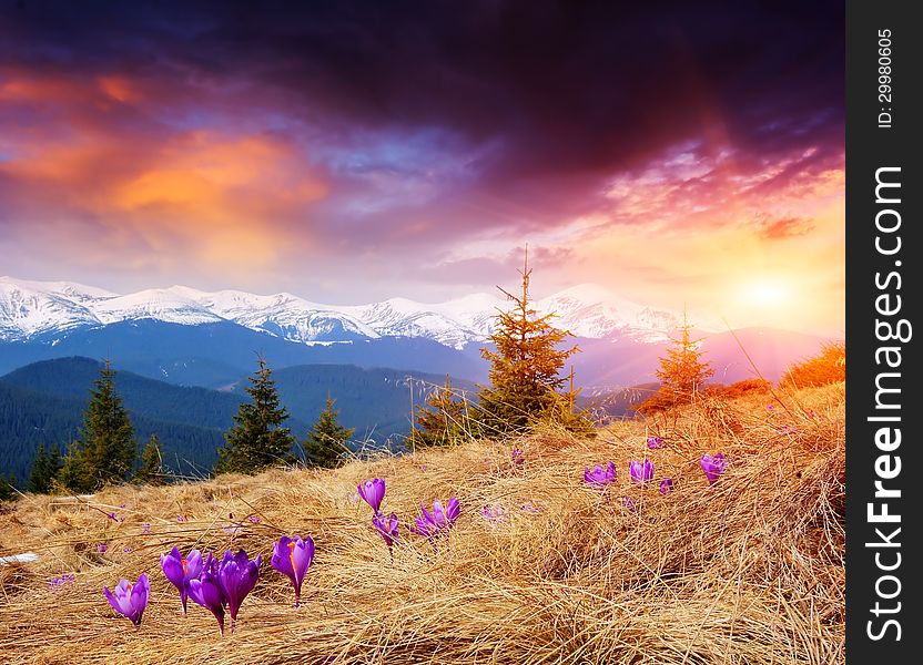 Flowering meadows and spring evening in the mountains