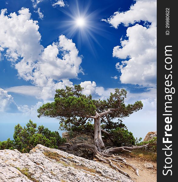 Sunny summer landscape with a tree on a cliff. The rock above the sea. Sunny summer landscape with a tree on a cliff. The rock above the sea