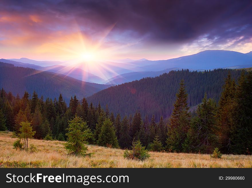 Coniferous forest in the mountains and sunset