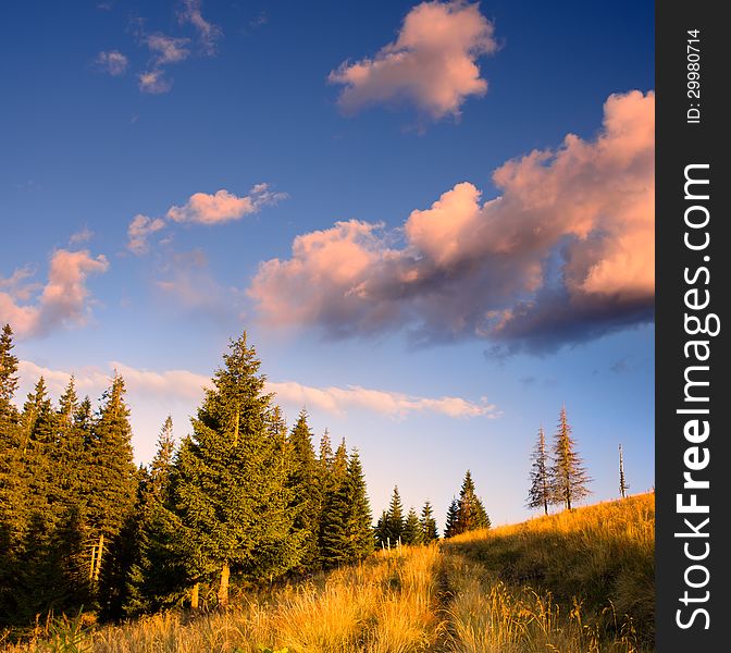 Coniferous forest in the mountains. Sunny evening