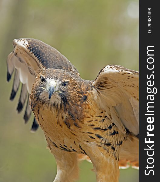 Red tailed hawk with wings spread.