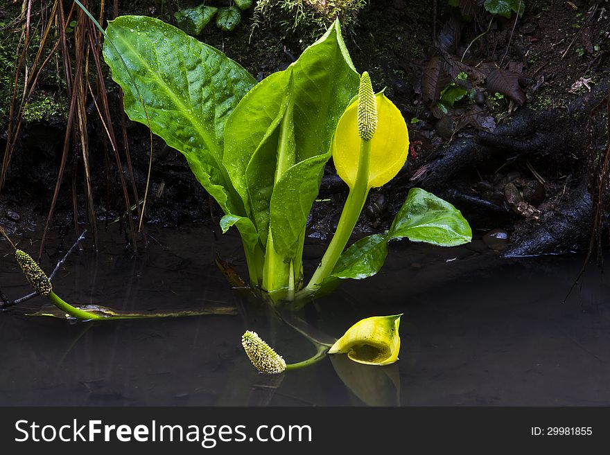 Western Skunk cabbage in stream, tributary of the Bogachiel river, near Olympic National Park, Washington