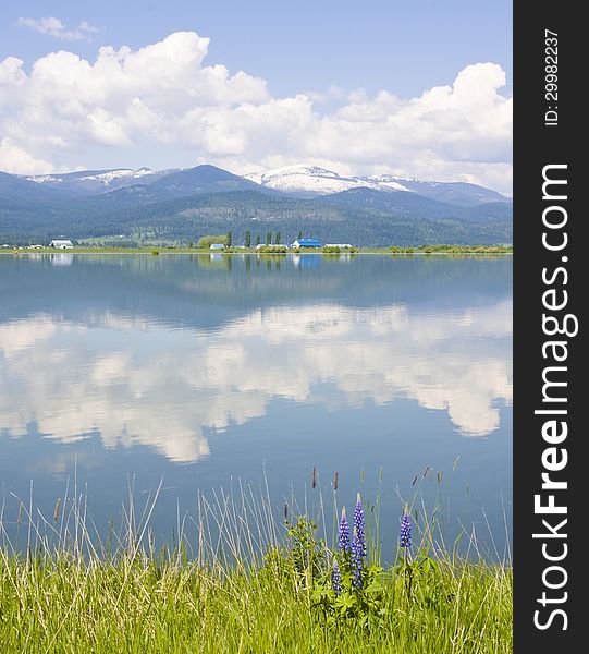 Vertical Photo of Pend Oreille River with reflection, green grass, white clouds, blue skies, foothills and Selkirk Mountains and Western Lupine in the background taken near the Washington Idaho boarder. Vertical Photo of Pend Oreille River with reflection, green grass, white clouds, blue skies, foothills and Selkirk Mountains and Western Lupine in the background taken near the Washington Idaho boarder