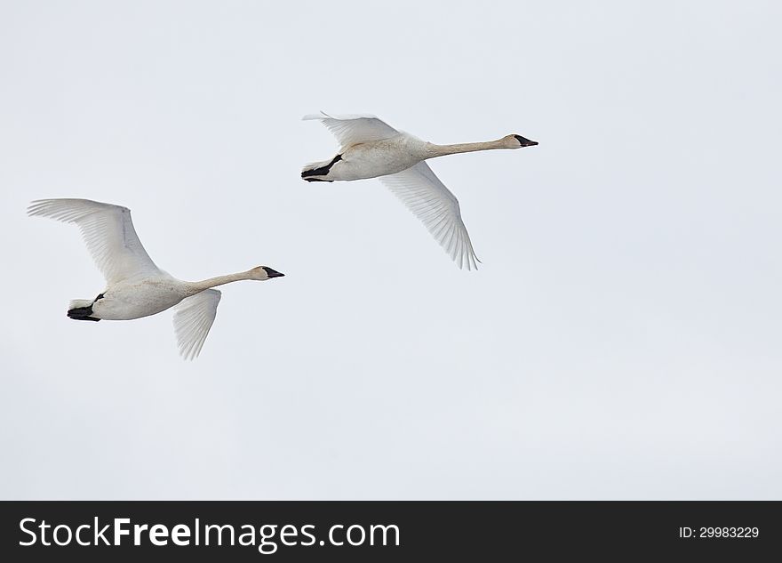Trumpeter swans in flight, against an overcast sky