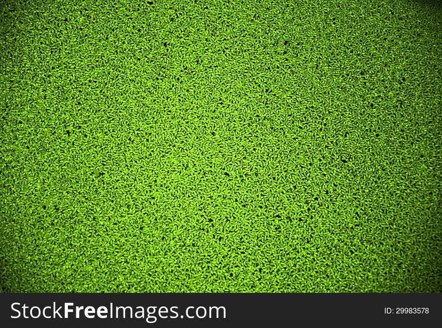 Green duckweed floating on the river