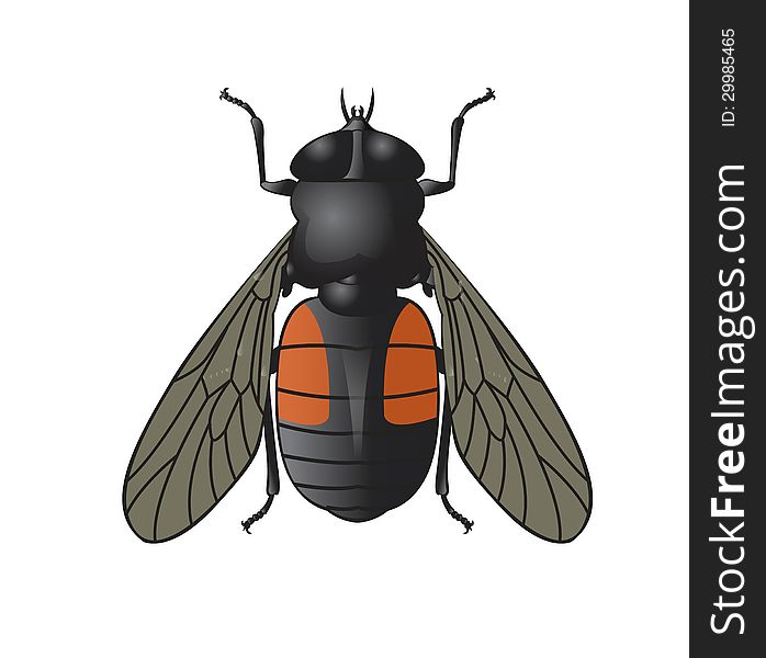 Vector image of simbol of big horsefly