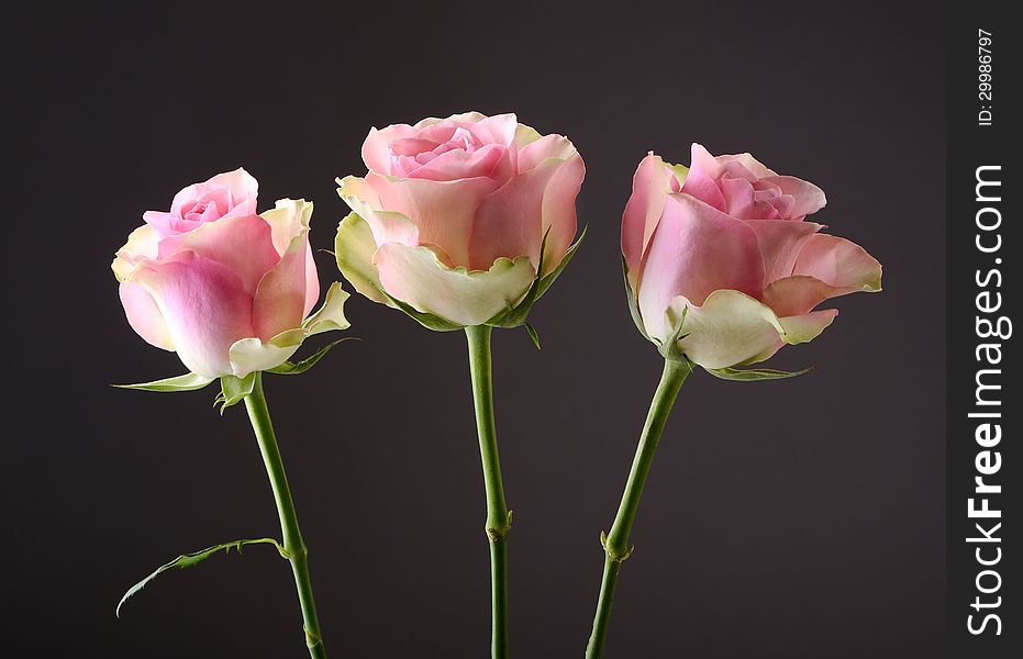 Three pink roses on dark background