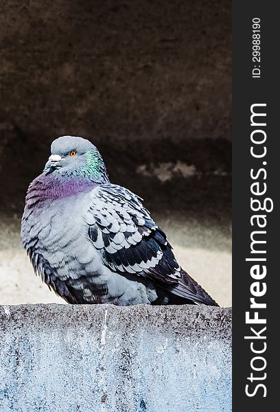 The pigeon sitting in the niche under the highway.