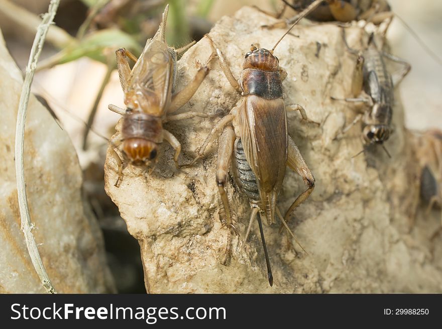 A group of grasshoppers resting on a stone