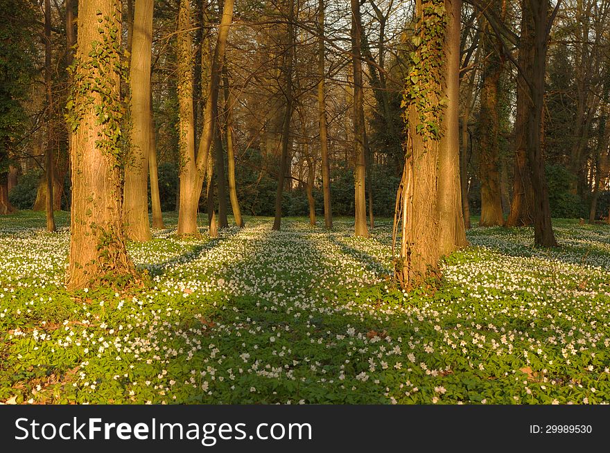 The picture shows the park in the spring. Among the green shell, there are numerous white flowers anemones. Located low on the horizon the sun illuminates the park by putting a long shadow.