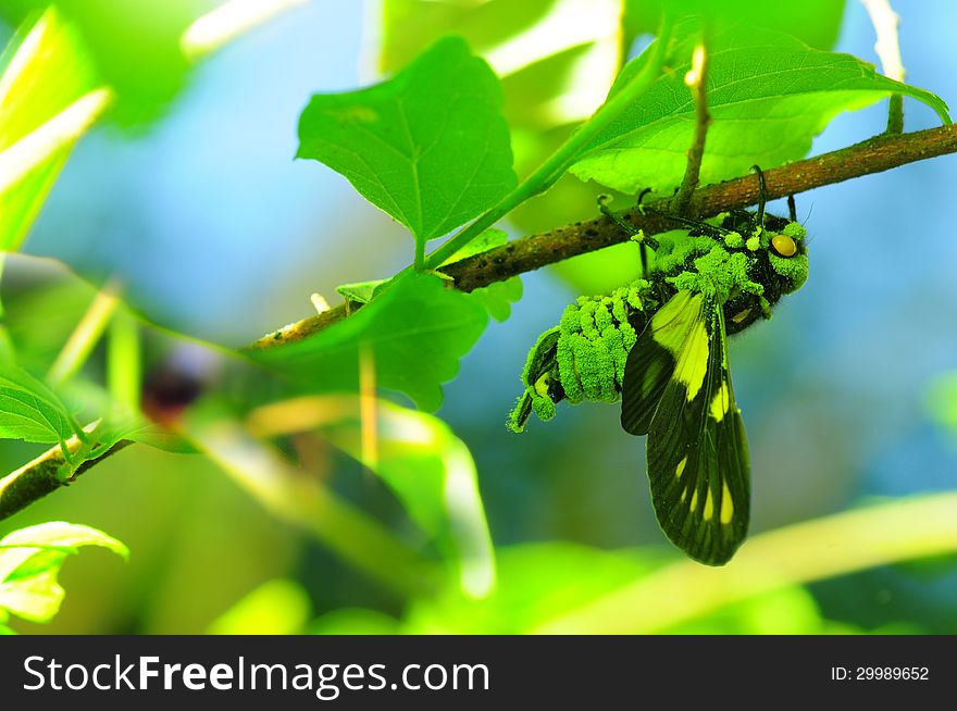 An insect cicada hanging up tree stick