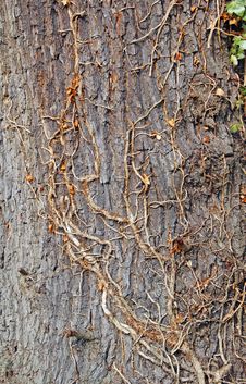 Mature Tree Bark And Ivy Climber Stock Photos Mature Tree Bark And Ivy Climber Stock Photos