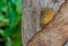 The Highly Adorable And Very Tiny Pygmy Marmoset &x28;Monkey&x29; Royalty Free Stock Photography The Highly Adorable And Very Tiny Pygmy Marmoset &x28;Monkey&x29; Royalty Free Stock Photography