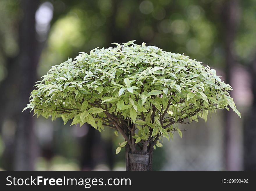 A Bush Bouquet Of Leaves.