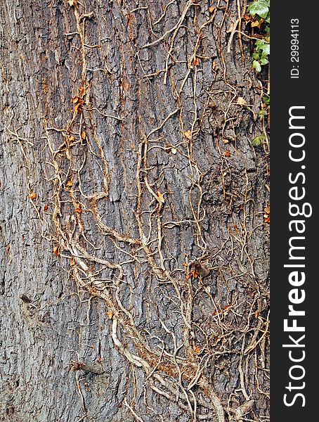 Mature Tree Bark And Ivy Climber