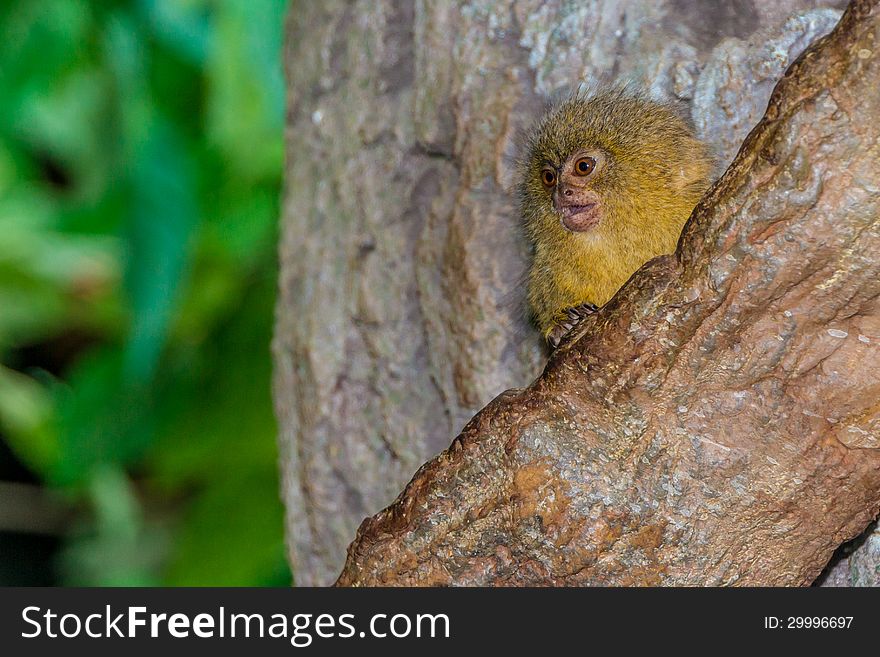A very cute and adorable pygmy marmoset (Cebuella pygmaea) in a tree, looking quite adorable. This is the smallest true monkey and one of the smallest primates. Native to South America. A very cute and adorable pygmy marmoset (Cebuella pygmaea) in a tree, looking quite adorable. This is the smallest true monkey and one of the smallest primates. Native to South America.