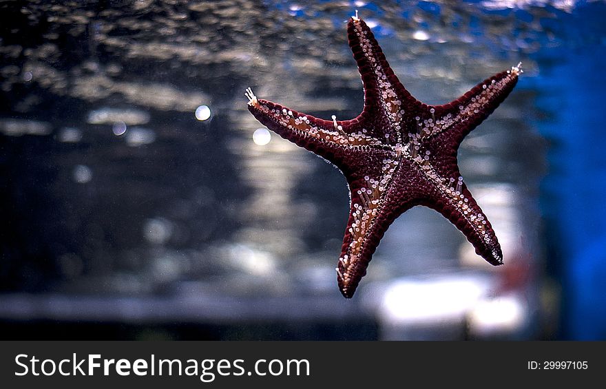Sea star from a Medellins Aquarium
