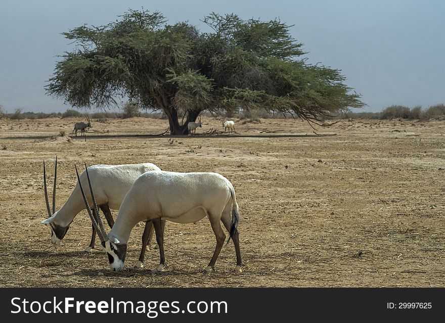 Antelope Addax In Israeli Nature Reserve