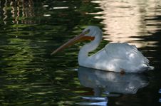 Pelican On The Water Royalty Free Stock Images