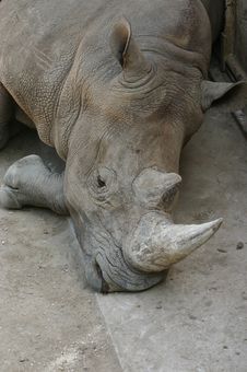 Rhino Stock Image