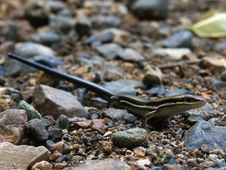 Skink On The Road, Costa Rica Stock Image
