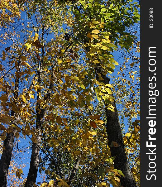 This photo was taken during peak colors in Michigan. Peak time was during the second weekend in October. This photo was taken during peak colors in Michigan. Peak time was during the second weekend in October.