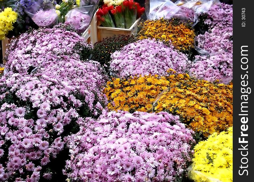 A series of flower bunches. A series of flower bunches