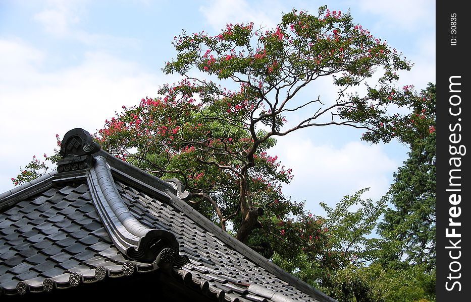 A Japanese temple roof an a blossom tree with a clody sky as back ground. A Japanese temple roof an a blossom tree with a clody sky as back ground