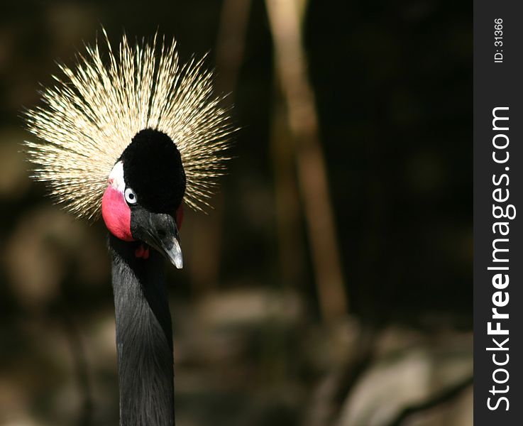 A crowned crane from a 45 degree angle from the front. showing the beak, one blue eye, one pink cheek and the tuft of feathers on his head and about half its neck. bird is to the left and there is room for copy to the right.