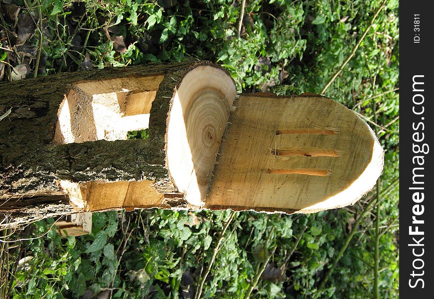 Chair cut-out of a tree. Chair cut-out of a tree