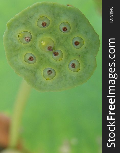 Lotus seed 1