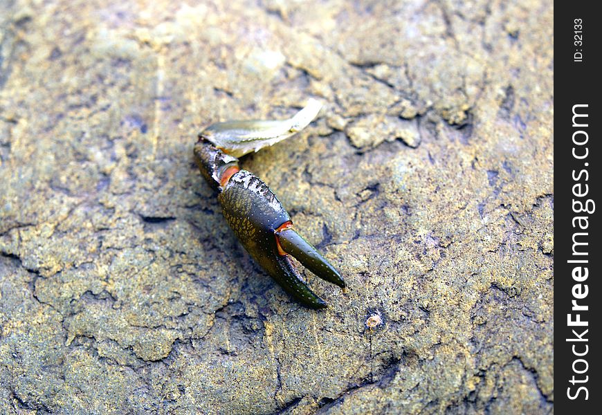 Remains of a yabby. Remains of a yabby