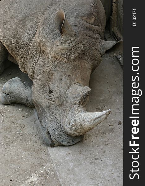 A white rhino headshot. shows the ears, horns, lips, eyes, and part of the a front leg.