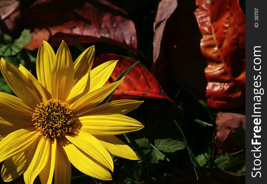 Yellow flower bloom on grass with fallen red leaves. Yellow flower bloom on grass with fallen red leaves