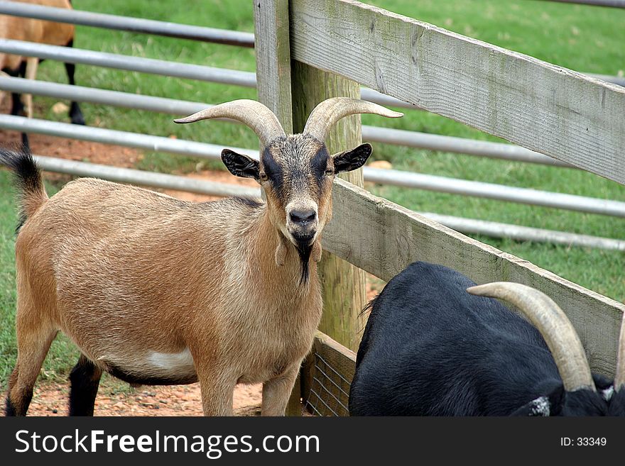 Goat at the zoo. Goat at the zoo