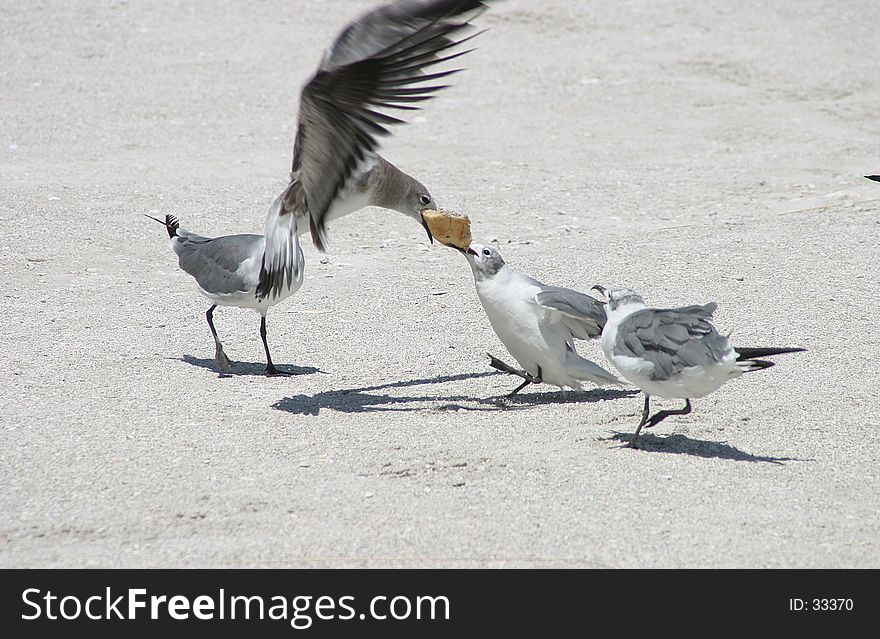 Birds on the beach tugging for bread. Birds on the beach tugging for bread.