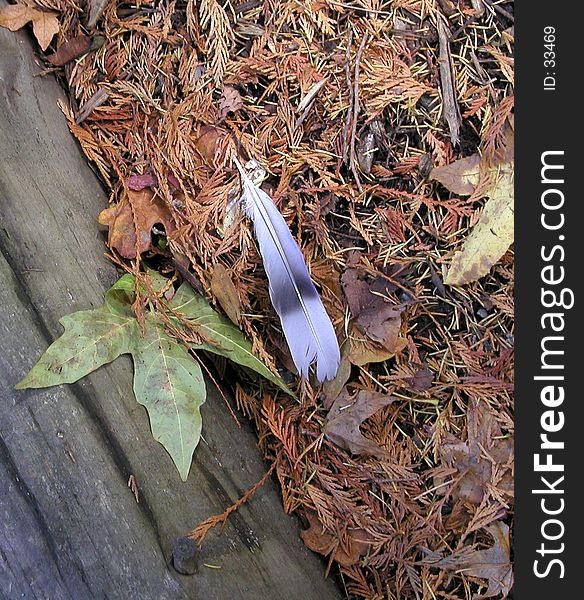 It must be molting season - I came across this feather lying among the fallen leaves and needles that litter the forest floor. It must be molting season - I came across this feather lying among the fallen leaves and needles that litter the forest floor.