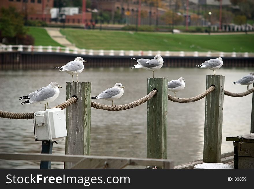 Seagulls perched on posts and roping of a dock. Seagulls perched on posts and roping of a dock
