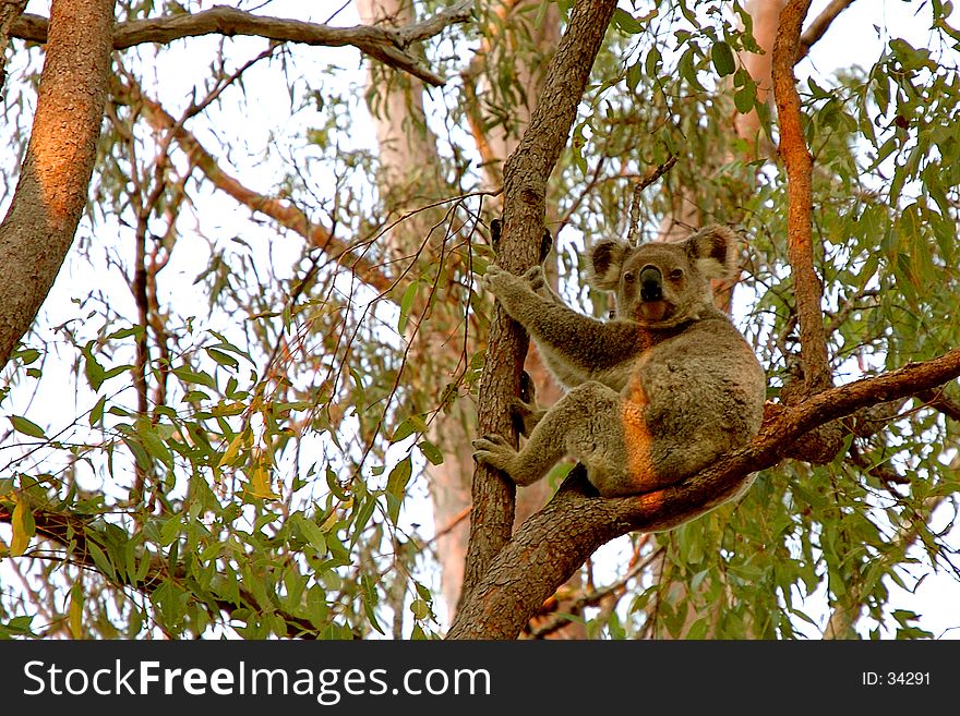 Taken at sunset, this Koala was just starting to wake. Taken at sunset, this Koala was just starting to wake.